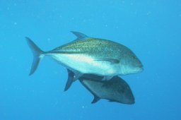 Blauflossen-Stachelmakrele (Caranx melampygus)